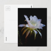Elegant koningin van de Night Cactus Flower Briefkaart (Voorkant / Achterkant)
