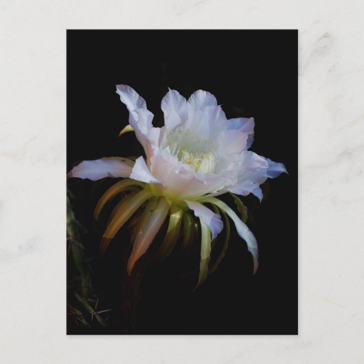 Elegant koningin van de Night Cactus Flower Briefkaart (Voorkant)