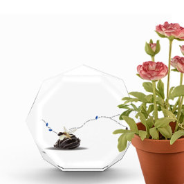 Elegant kustvaardeken van de natuur fotoblokken