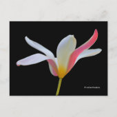 Elegant Lady Tulip White Pink Flowers Briefkaart (Voorkant)