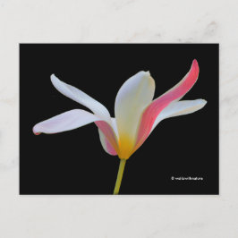Elegant Lady Tulip White Pink Flowers Briefkaart