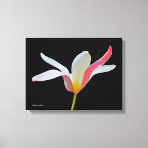Elegant Lady Tulip White Pink Flowers Canvas Afdruk