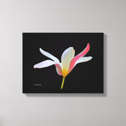 Elegant Lady Tulip White Pink Flowers Canvas Afdruk (Voorkant)
