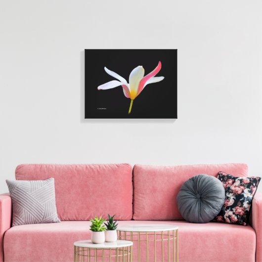 Elegant Lady Tulip White Pink Flowers Canvas Afdruk (Insitu (Woonkamer))