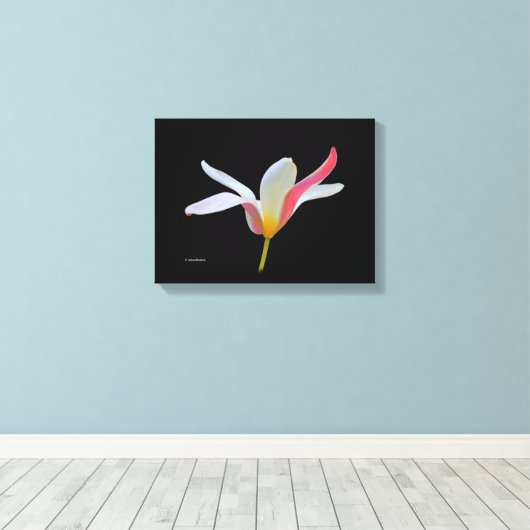 Elegant Lady Tulip White Pink Flowers Canvas Afdruk (Insitu (Houten vloer))