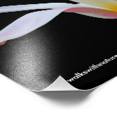 Elegant Lady Tulip White Pink Flowers Foto Afdruk (Hoek)