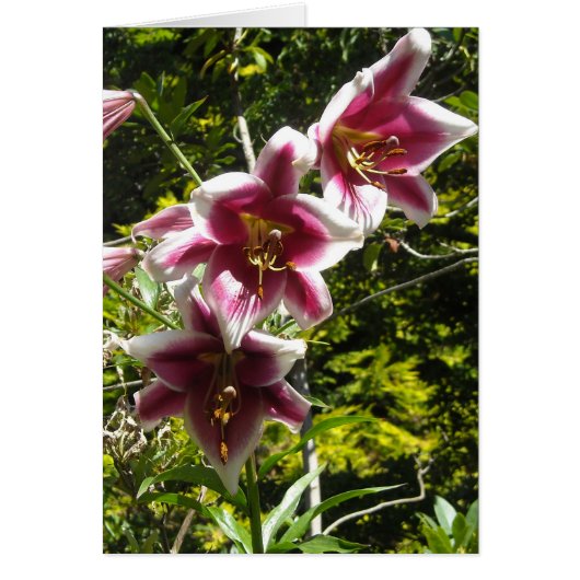 Elegant Lilies (Voorkant)