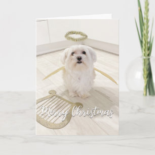 Elegant Maltese Dog Angel-kerstkaart Kaart