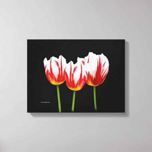 Elegant Maple Leaf Tulips Canvas Afdruk (Voorkant)