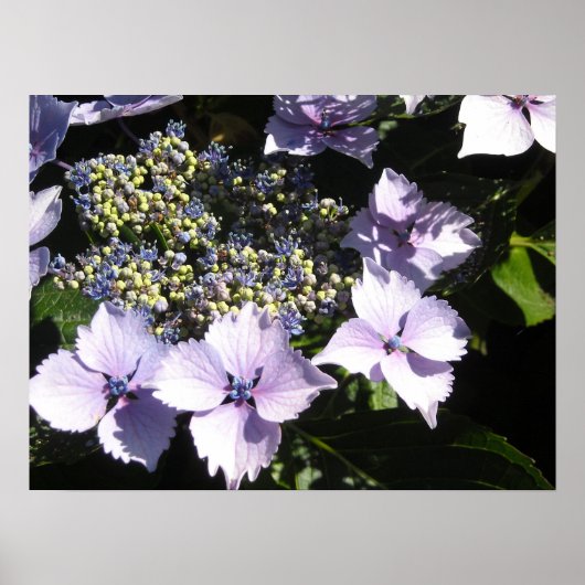 Elegant Mauve Hydrangeas Poster (Voorkant)