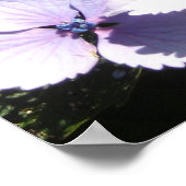 Elegant Mauve Hydrangeas Poster (Hoek)