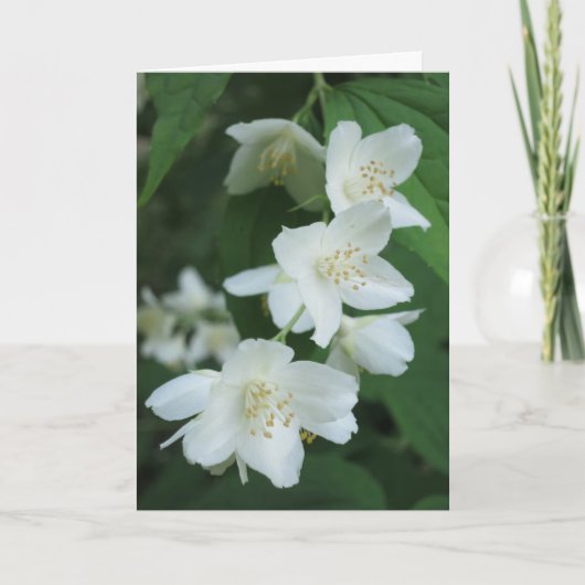 Elegant Modern Jasmine Flowers Fotosympathie Kaart (Voorkant)