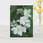 Elegant Modern Jasmine Flowers Fotosympathie Kaart (Gele Bloem)