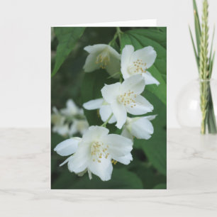Elegant Modern Jasmine Flowers Fotosympathie Kaart