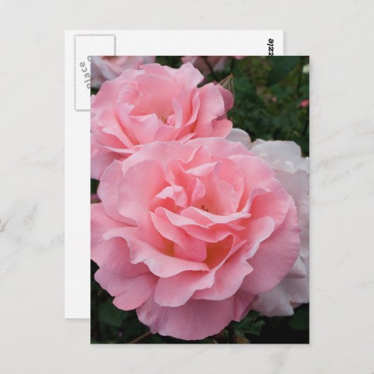 Elegant Modern Roze Rozen Briefkaart (Voorkant / Achterkant)