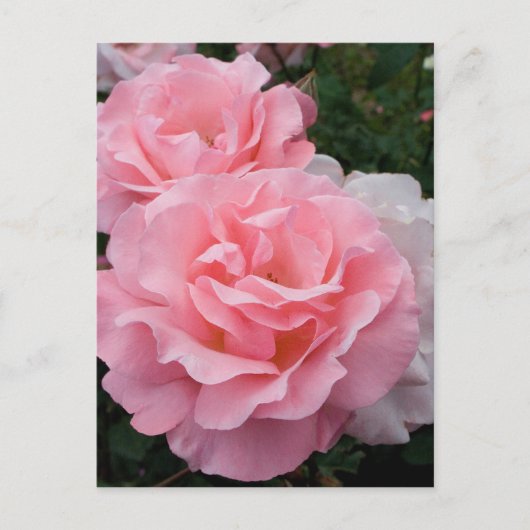 Elegant Modern Roze Rozen Briefkaart (Voorkant)