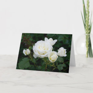 Elegant Modern White Roses Flowers Fotosympathie Kaart