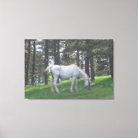 Elegant Mooie Witte Paard Originele Kunst
