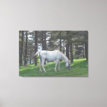 Elegant Mooie Witte Paard Originele Kunst