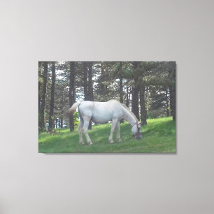 Elegant Mooie Witte Paard Originele Kunst Canvas Afdruk