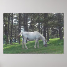 Elegant Mooie Witte Paard Originele Kunst