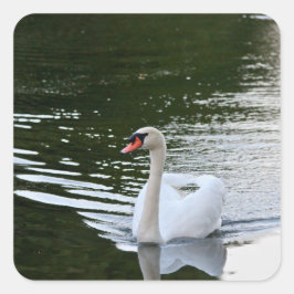 Elegant Mute Swan Vierkante Sticker