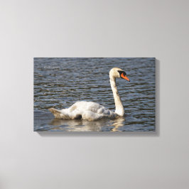 Elegant Mute Swans in Stanley Park Lagoon Canvas Afdruk