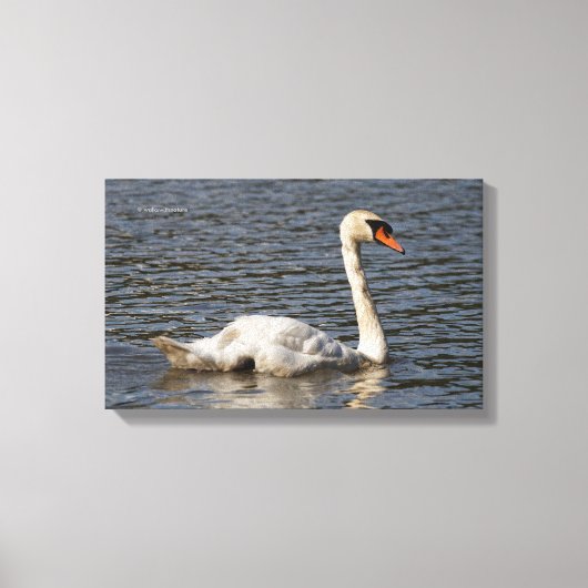 Elegant Mute Swans in Stanley Park Lagoon Canvas Afdruk (Voorkant)