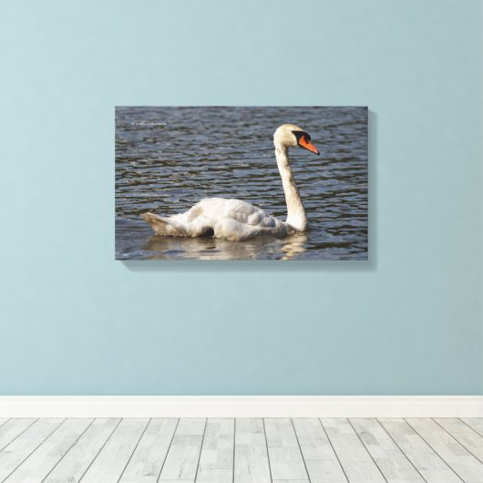 Elegant Mute Swans in Stanley Park Lagoon Canvas Afdruk (Insitu (Houten vloer))