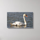 Elegant Mute Swans in Stanley Park Lagoon Canvas Afdruk (Voorkant)