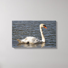 Elegant Mute Swans in Stanley Park Lagoon Canvas Afdruk