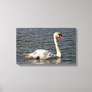 Elegant Mute Swans in Stanley Park Lagoon Canvas Afdruk