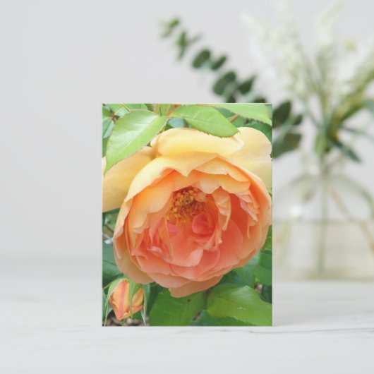 Elegant Oranje Blush Roos Briefkaart (Staand voorkant)