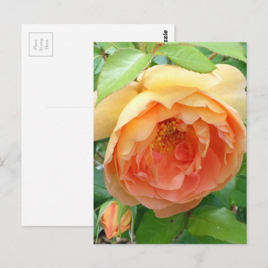 Elegant Oranje Blush Roos Briefkaart (Voorkant / Achterkant)