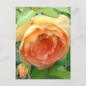 Elegant Oranje Blush Roos Briefkaart (Voorkant)