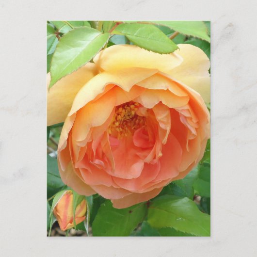 Elegant Oranje Blush Roos Briefkaart (Voorkant)