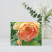 Elegant Oranje Blush Roos Briefkaart (Staand voorkant)