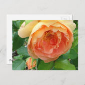 Elegant Oranje Blush Roos Briefkaart (Voorkant / Achterkant)