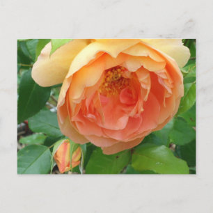 Elegant Oranje Blush Roos Briefkaart