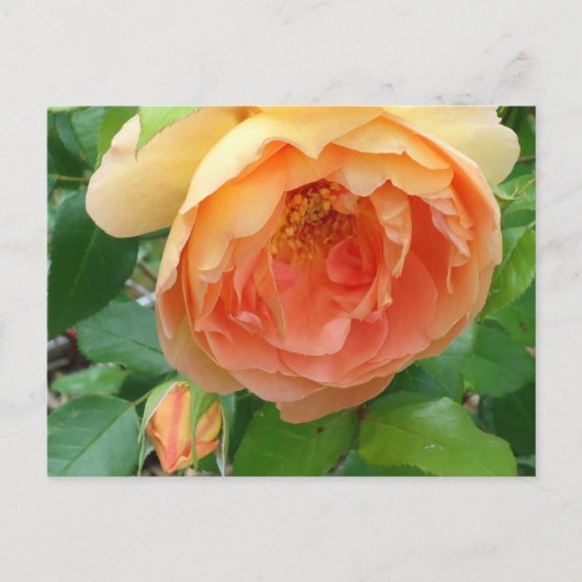 Elegant Oranje Blush Roos Briefkaart (Voorkant)