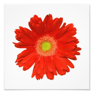 Elegant Oranje Daisy Photo Print Foto Afdruk