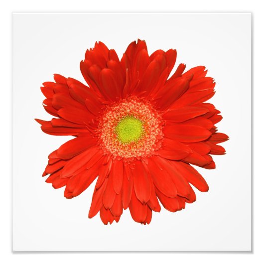 Elegant Oranje Daisy Photo Print Foto Afdruk (Voorkant)