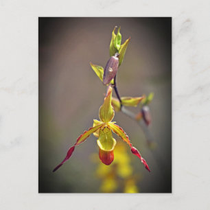 Elegant Oranje Geel Orchidee Botanische Bloem Feestdagenkaart