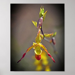 Elegant Oranje Geel Orchidee Botanische Bloem Poster