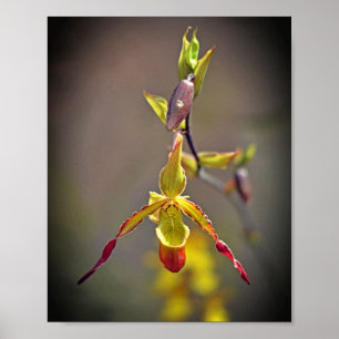 Elegant Oranje Geel Orchidee Botanische Bloem Poster