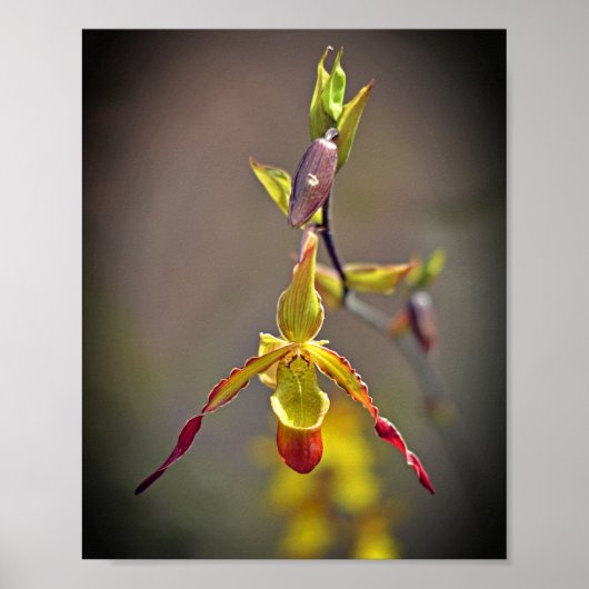 Elegant Oranje Geel Orchidee Botanische Bloem Poster (Voorkant)
