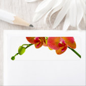 Elegant Oranje Orchids Aangepast blanco labels (Insitu)