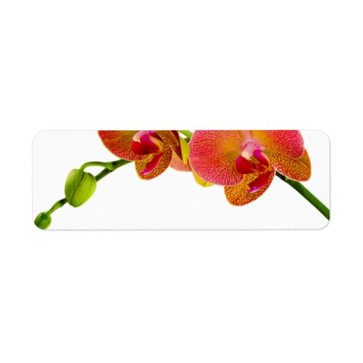 Elegant Oranje Orchids Aangepast blanco labels (Voorkant)