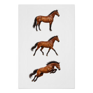 Elegant Paard Muurkunst Poster