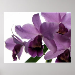 Elegant Paars Cattleya Orchids Poster